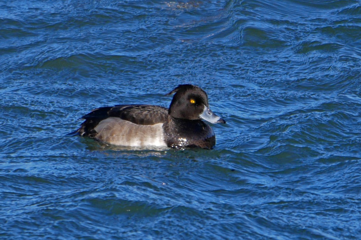 Tufted Duck - ML43150711