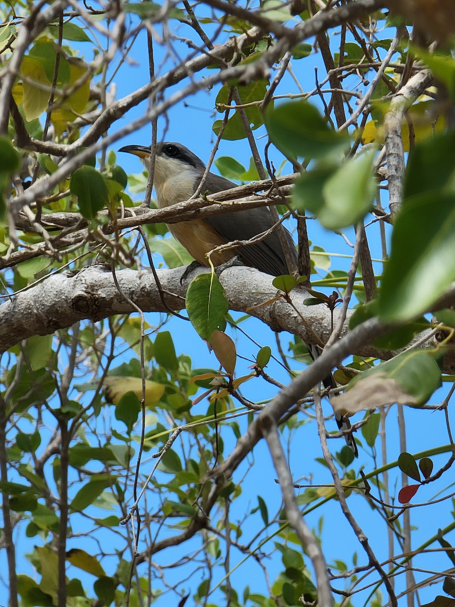 Mangrove Cuckoo - ML431509301