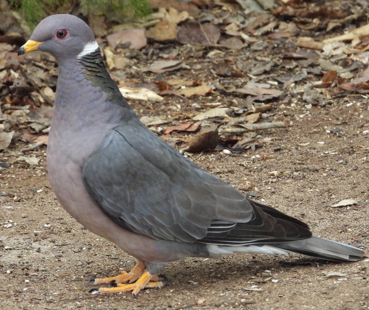 Band-tailed Pigeon - ML431510581