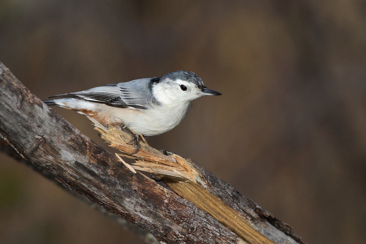 White-breasted Nuthatch (Eastern) - Alex Lamoreaux