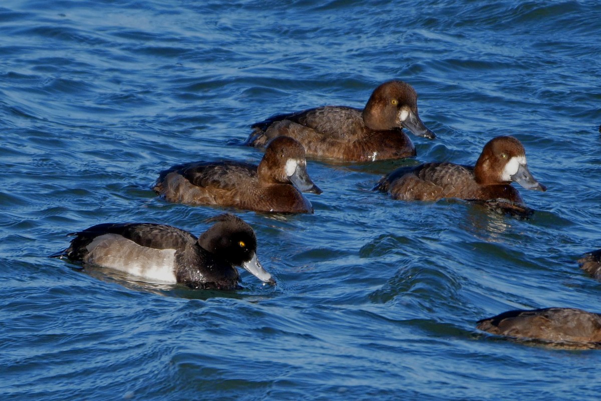 Greater Scaup - ML43151311