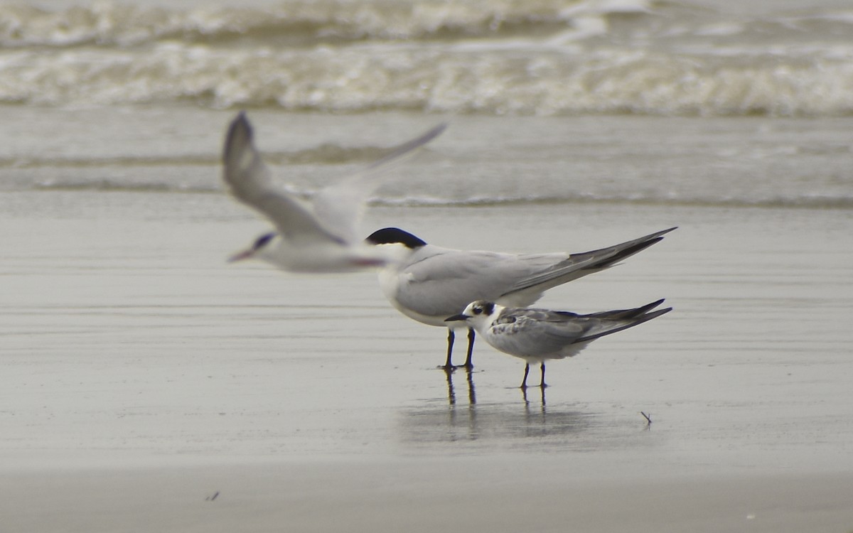 White-winged Tern - ML431517411