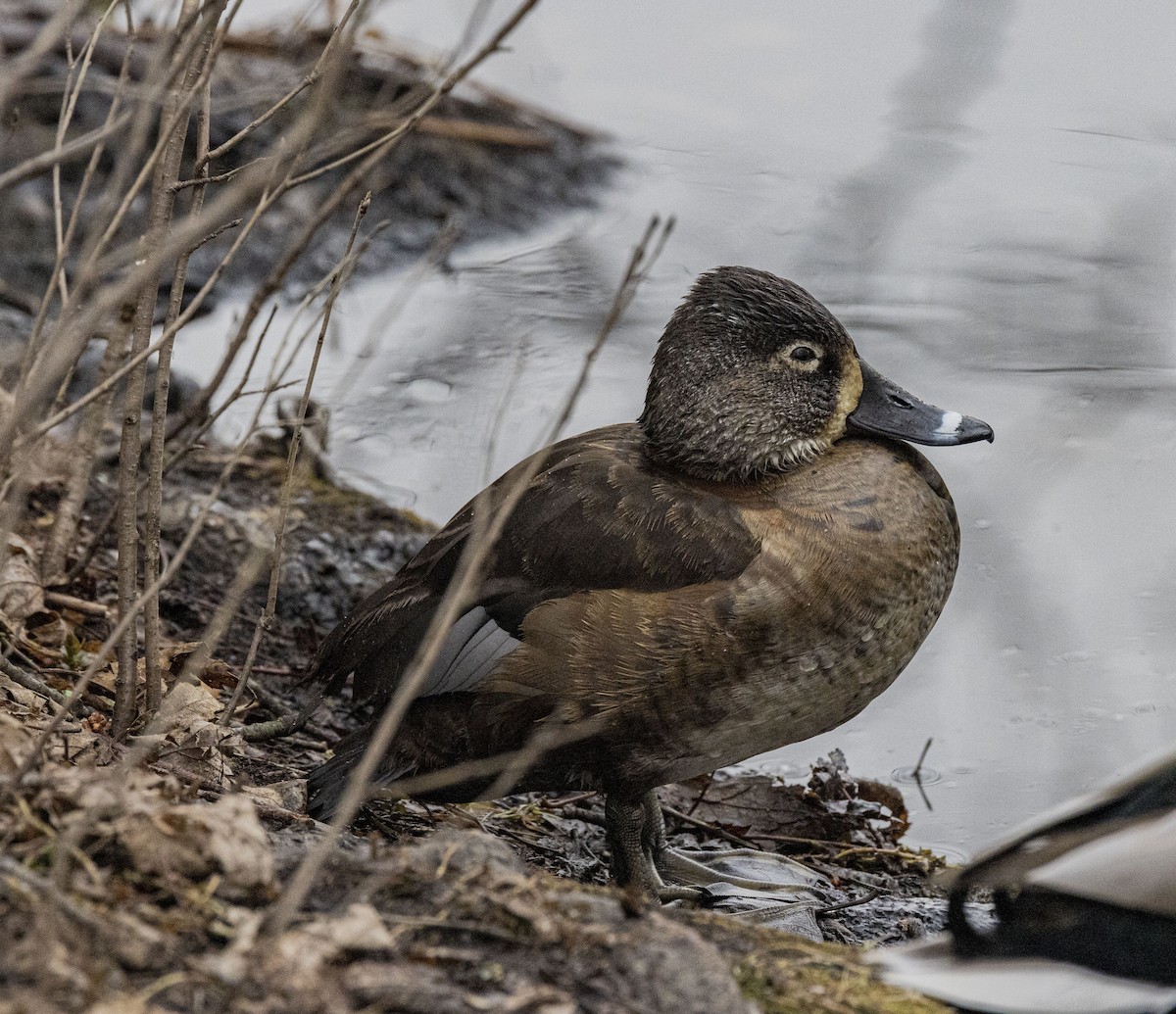 Ring-necked Duck - Ed kendall