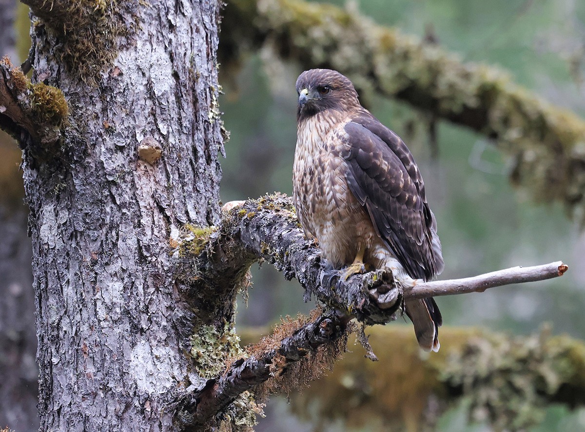 Red-tailed Hawk - ML431520331