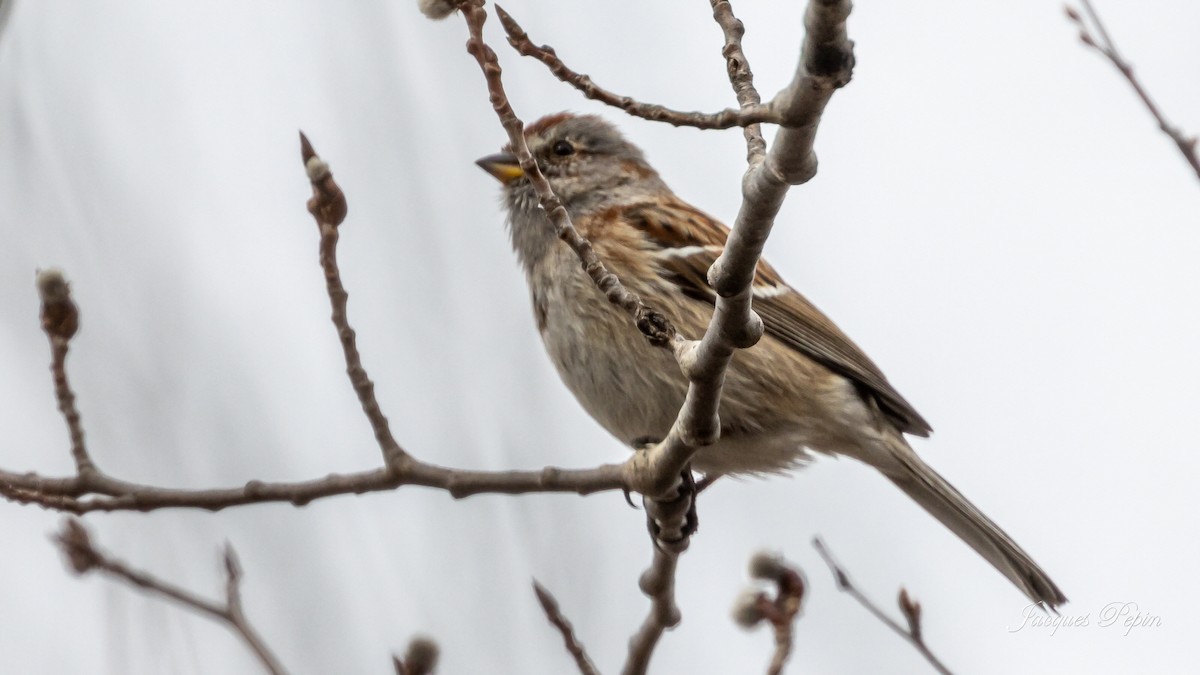 American Tree Sparrow - ML431529231