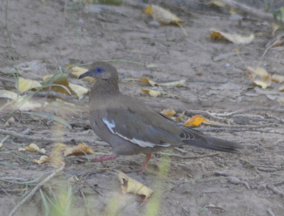 West Peruvian Dove - ML431535801