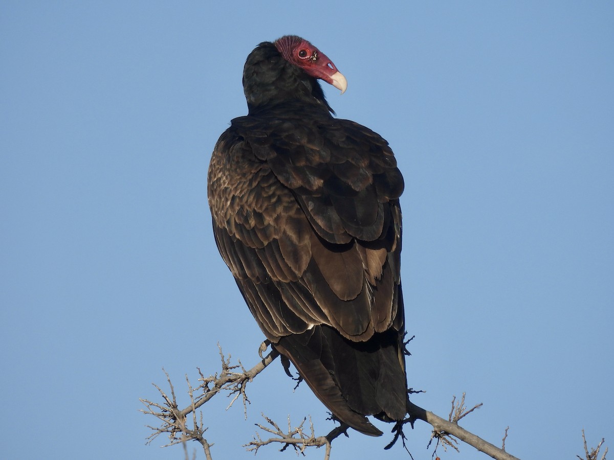 Turkey Vulture - Bob Nieman