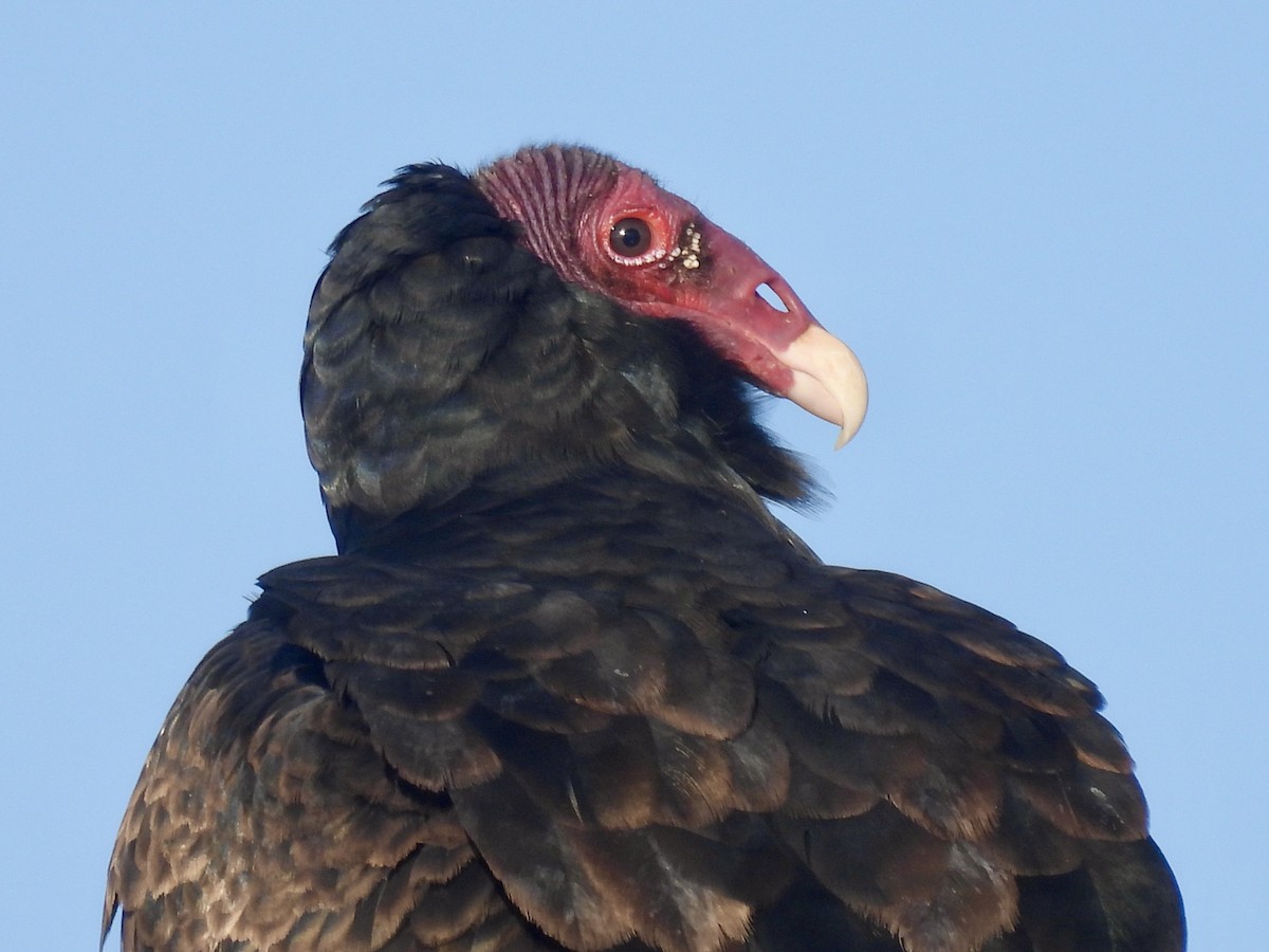 Turkey Vulture - ML431535921