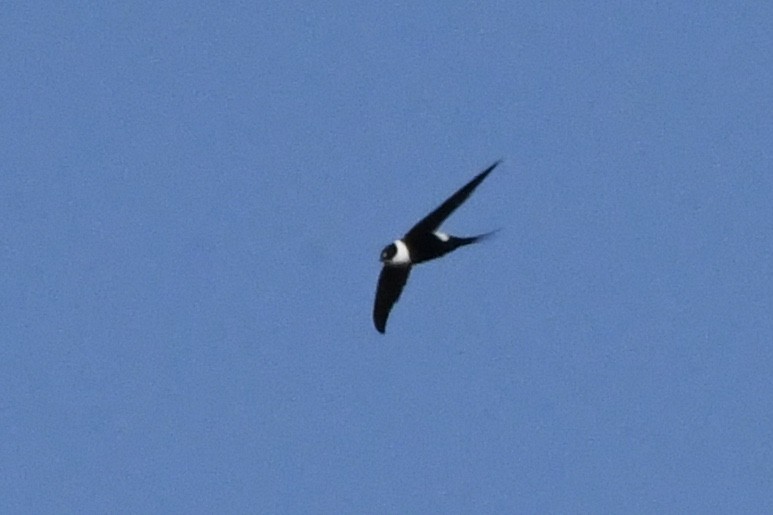 Great Swallow-tailed Swift - ML431536561