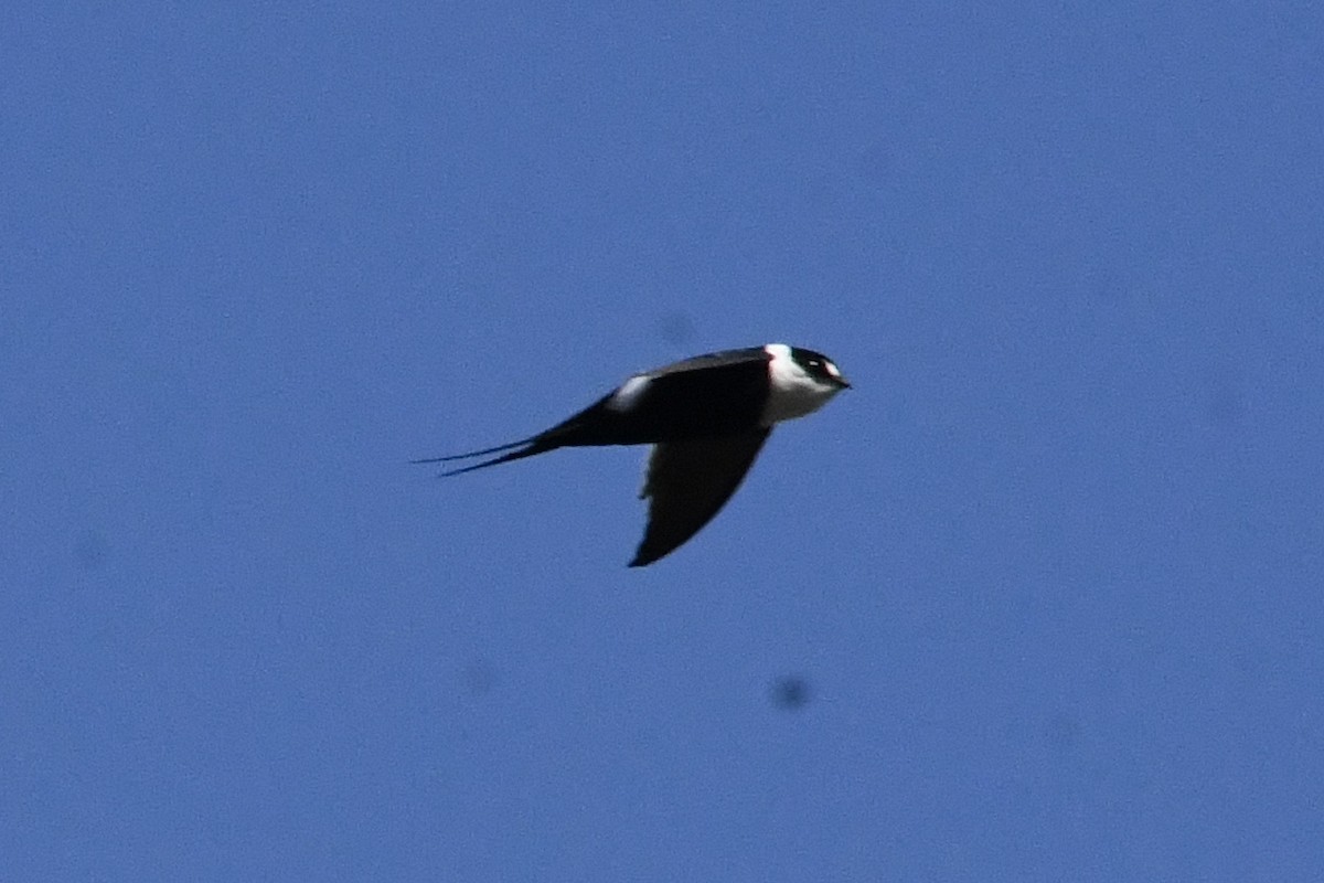Great Swallow-tailed Swift - Julien Amsellem