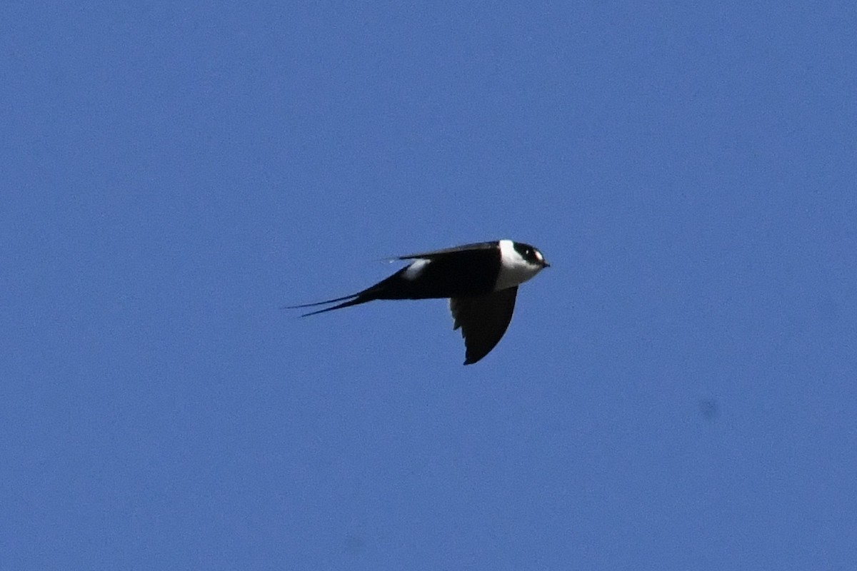 Great Swallow-tailed Swift - ML431536611