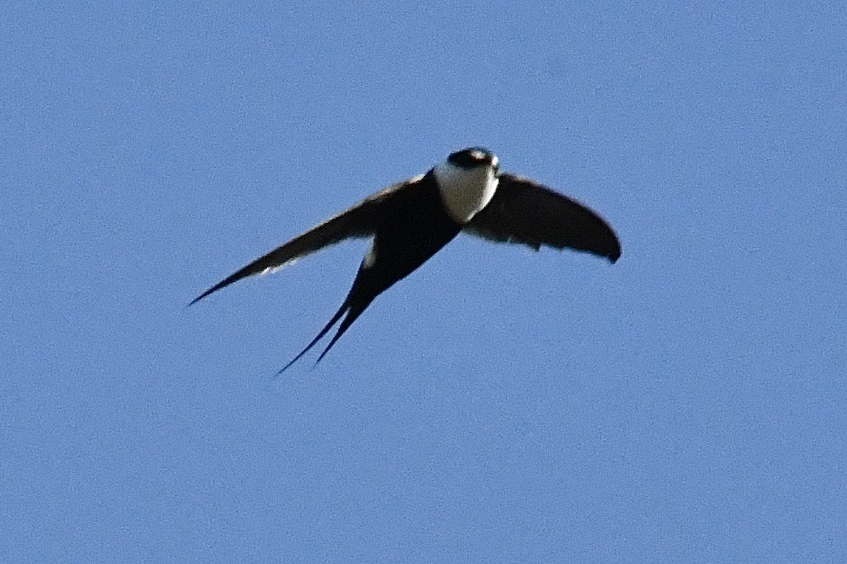 Great Swallow-tailed Swift - ML431536621