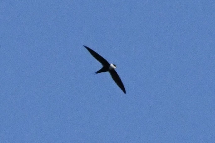 Great Swallow-tailed Swift - ML431536631