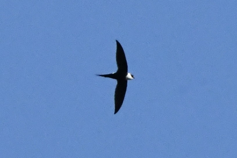 Great Swallow-tailed Swift - ML431536651