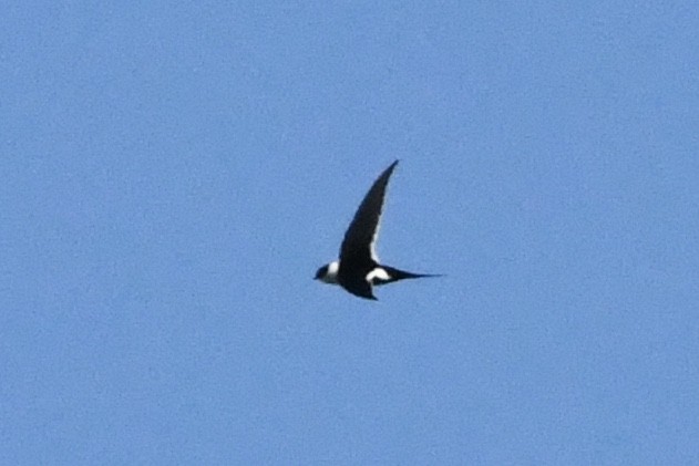 Great Swallow-tailed Swift - ML431536661
