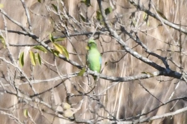 Meksika Serçe Papağanı (cyanopygius) - ML431540151