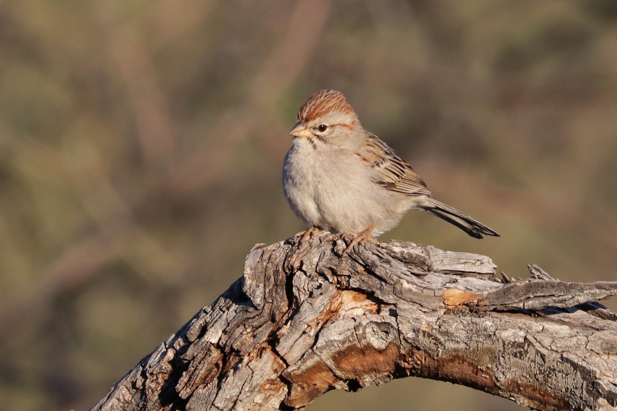 Rufous-winged Sparrow - ML431540181