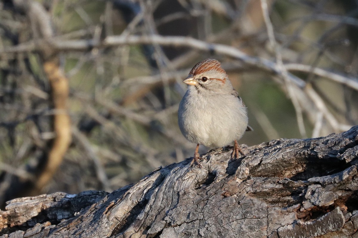 Rufous-winged Sparrow - ML431540191
