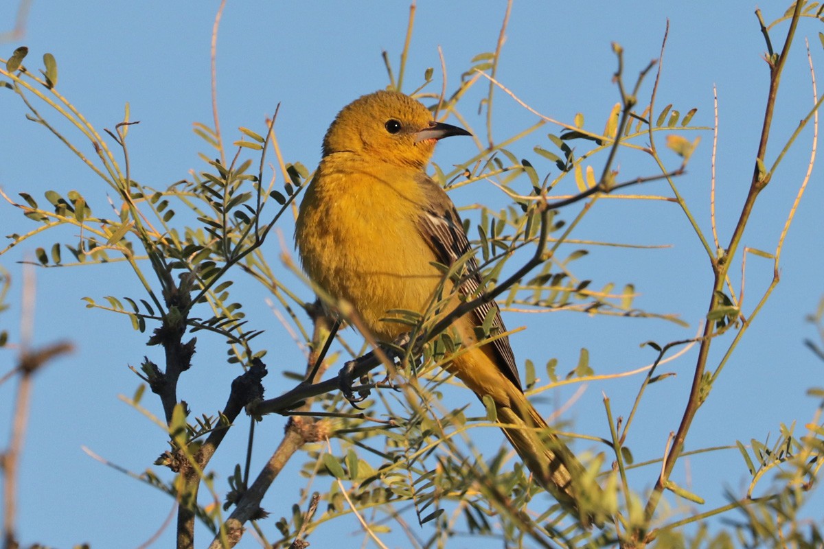 Hooded Oriole (nelsoni Group) - ML431540511