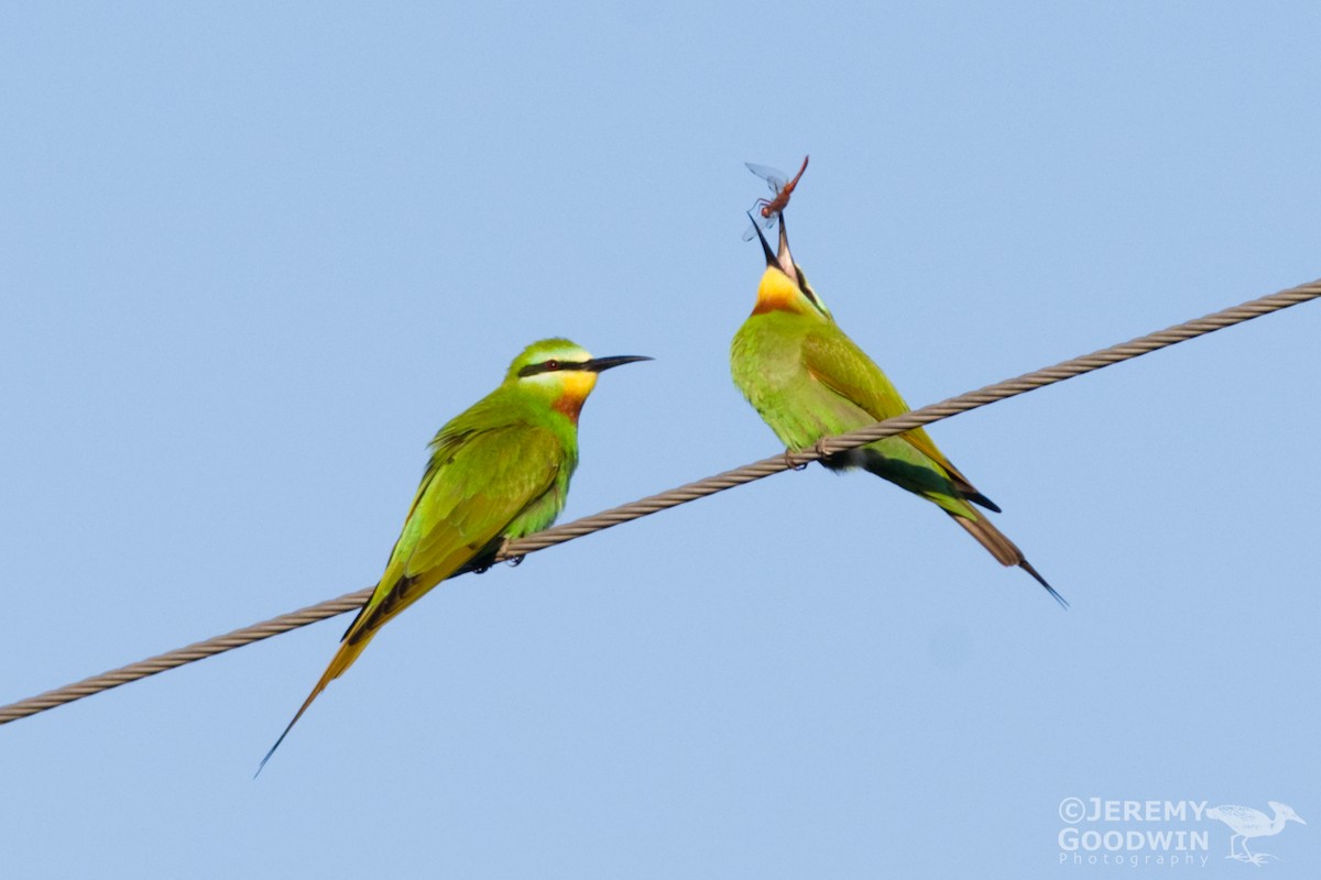 Blue-cheeked Bee-eater - ML431541421