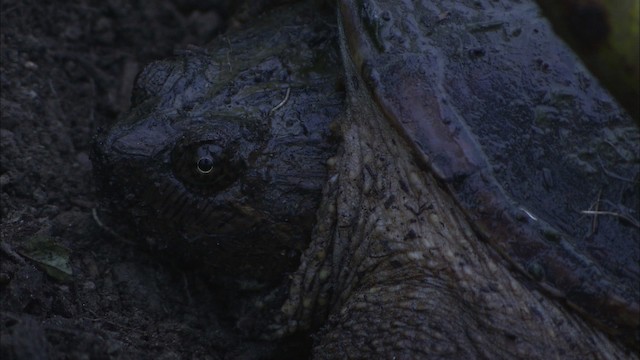 Snapping Turtle - ML431543