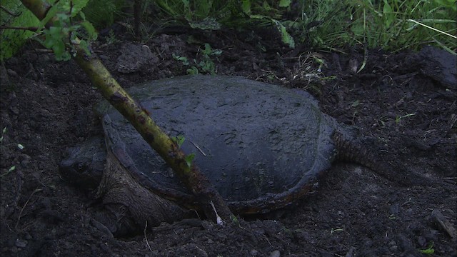 Snapping Turtle - ML431544