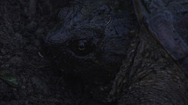 Snapping Turtle - ML431545