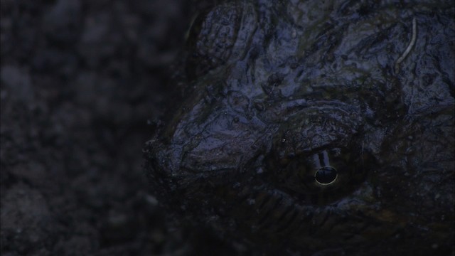 Snapping Turtle - ML431547