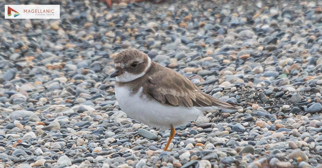Semipalmated Plover - ML431551961