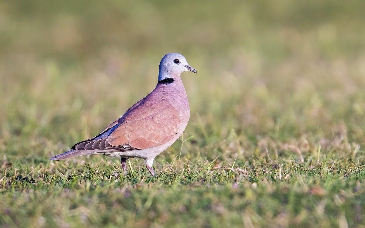 Red Collared-Dove - ML431553401