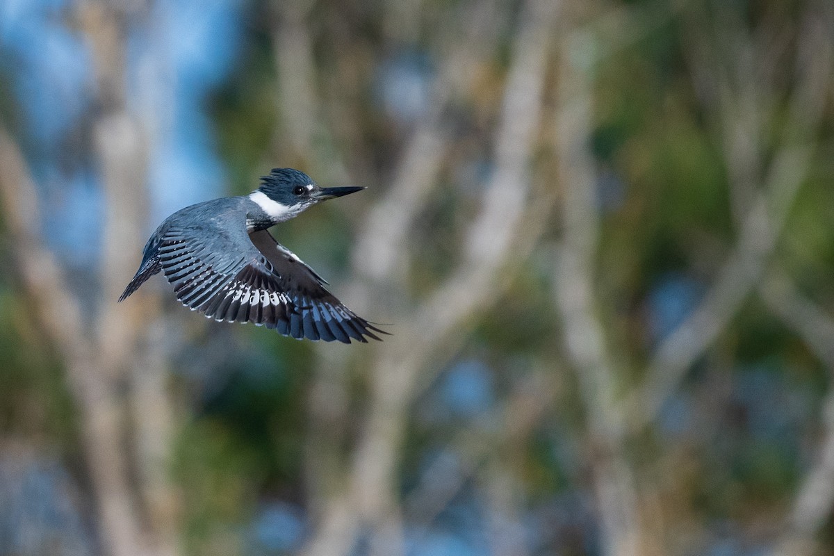 Belted Kingfisher - ML431555121