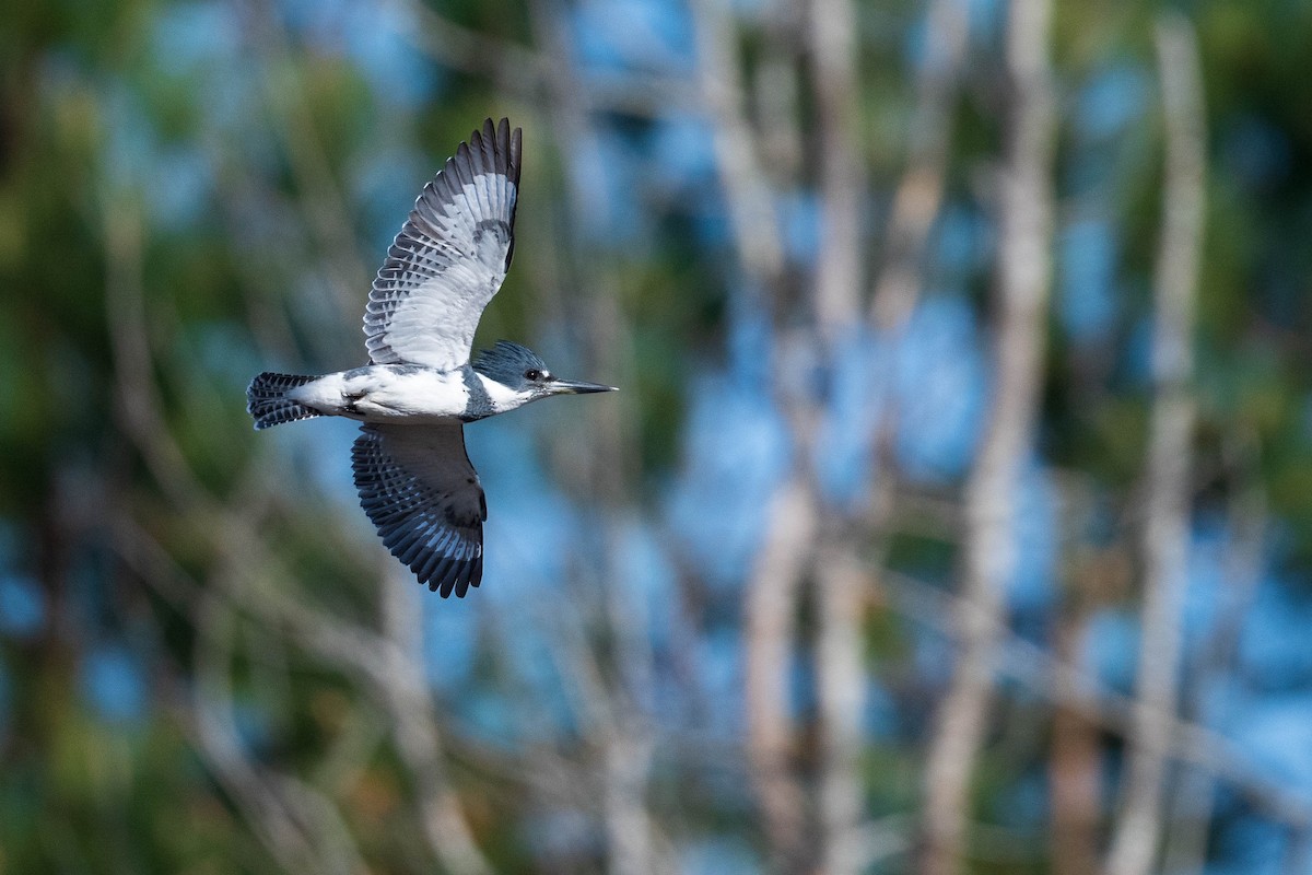 Belted Kingfisher - ML431555131