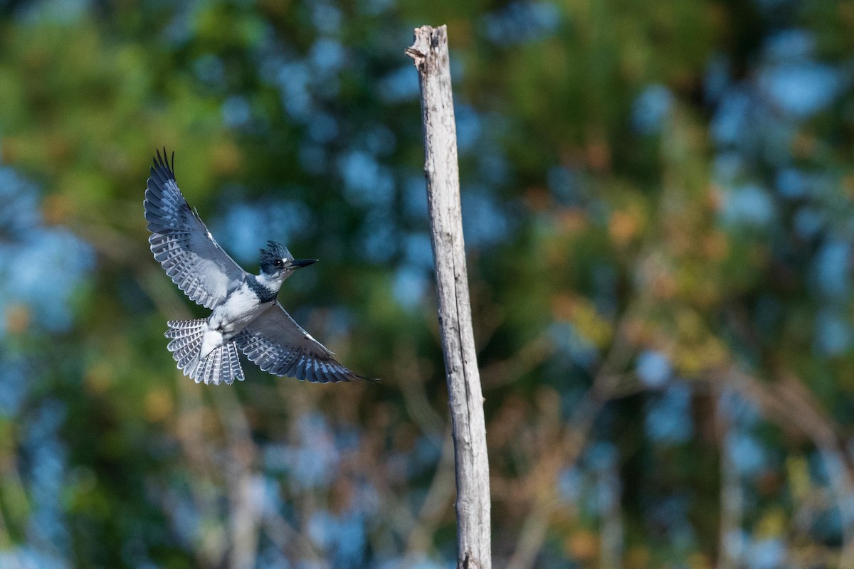 Belted Kingfisher - ML431555141