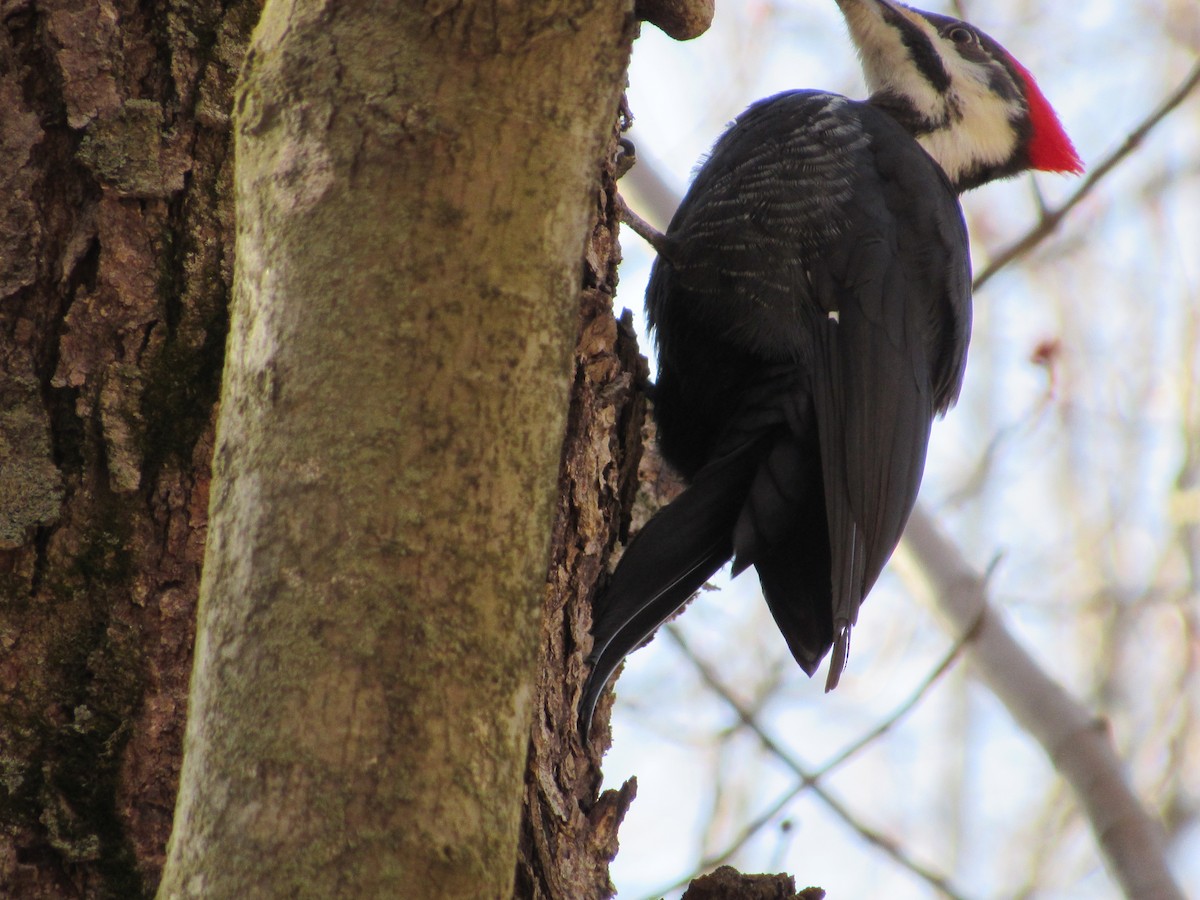 Pileated Woodpecker - ML431557611