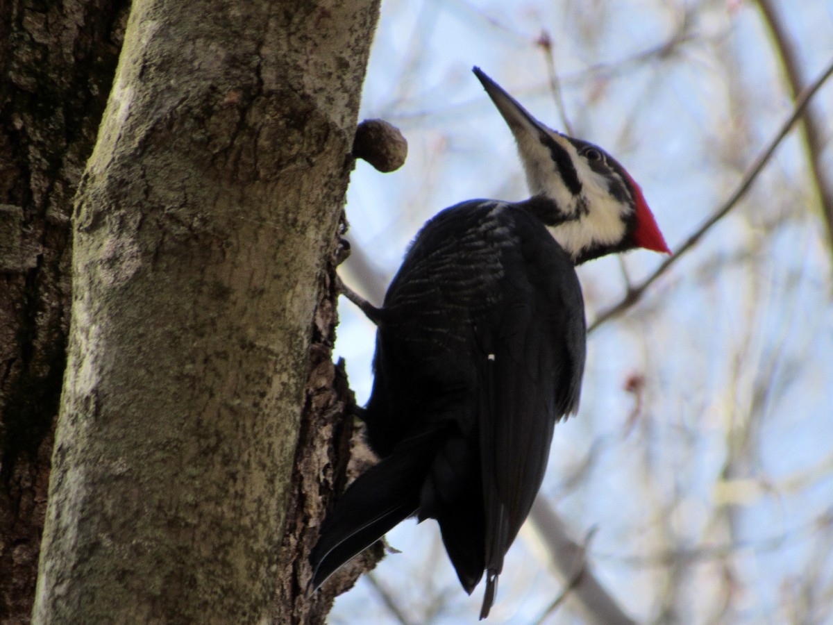 Pileated Woodpecker - ML431557631