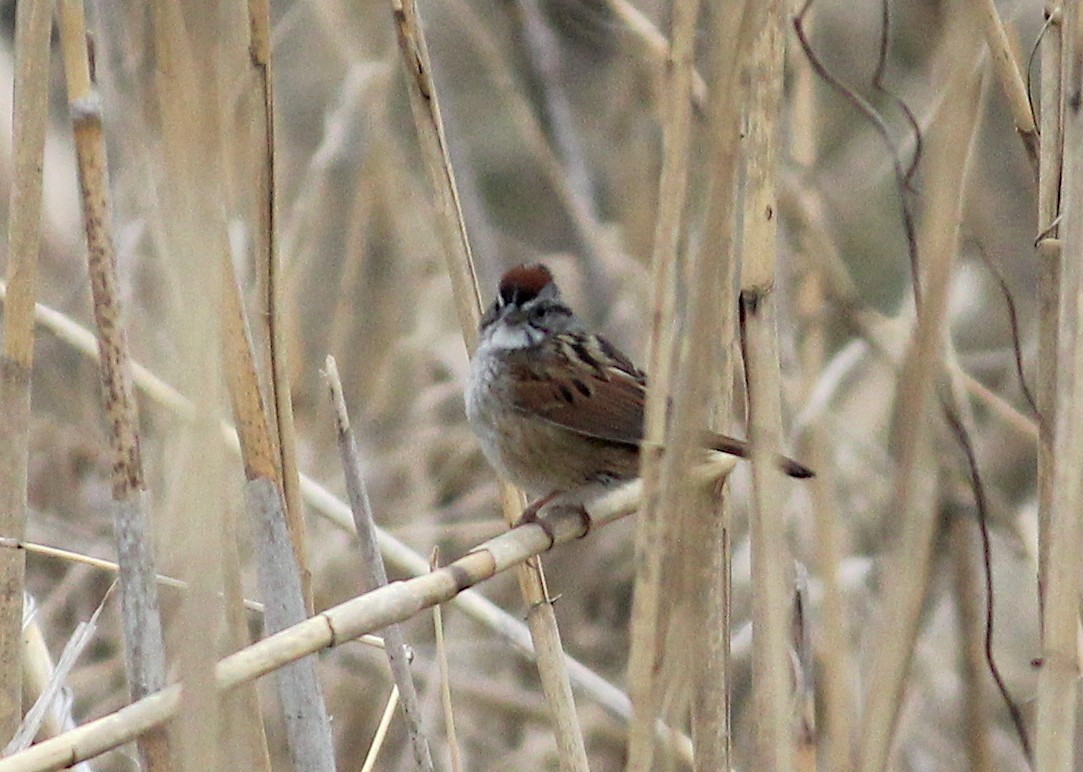 Swamp Sparrow - ML431557831
