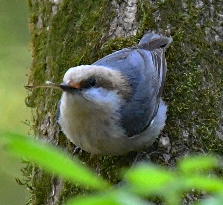 Brown-headed Nuthatch - ML431564271
