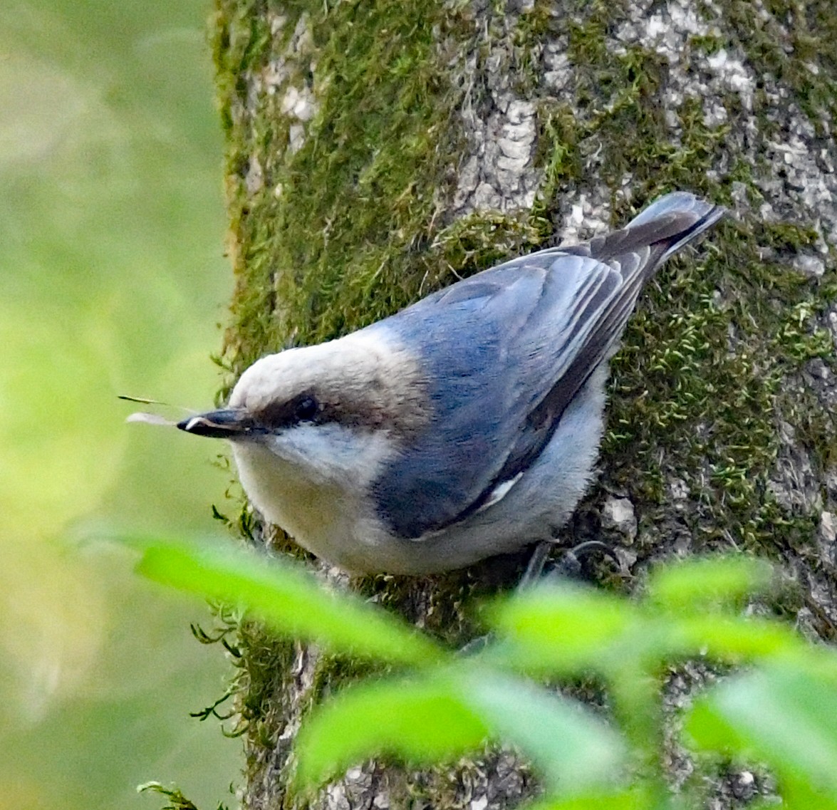 Brown-headed Nuthatch - ML431564281