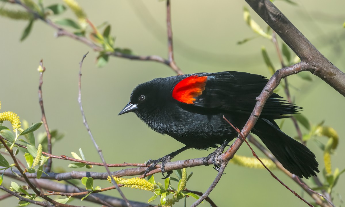 Red-winged Blackbird - Becky Matsubara