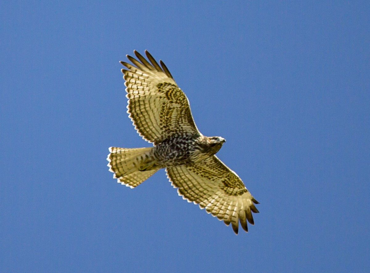 Red-tailed Hawk - ML43156461