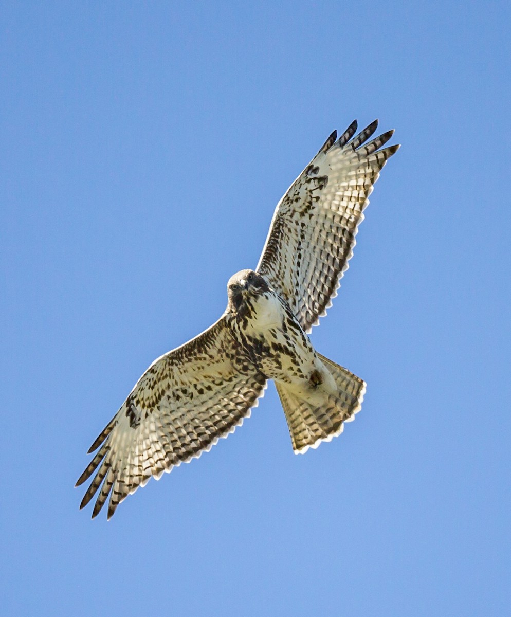 Red-tailed Hawk - ML43156541