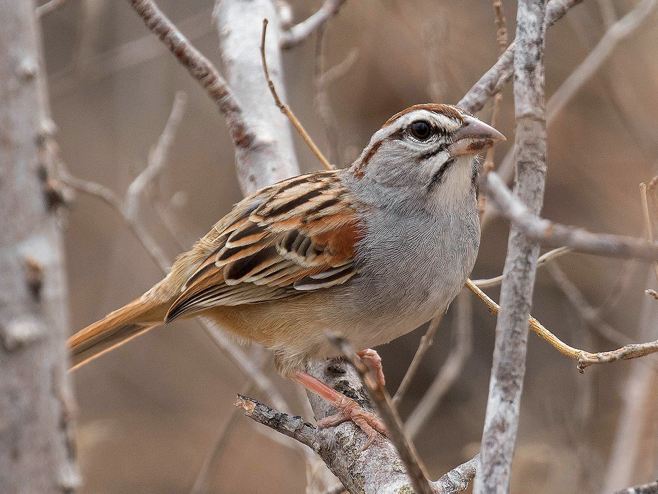 Cinnamon-tailed Sparrow - Ryan Shaw