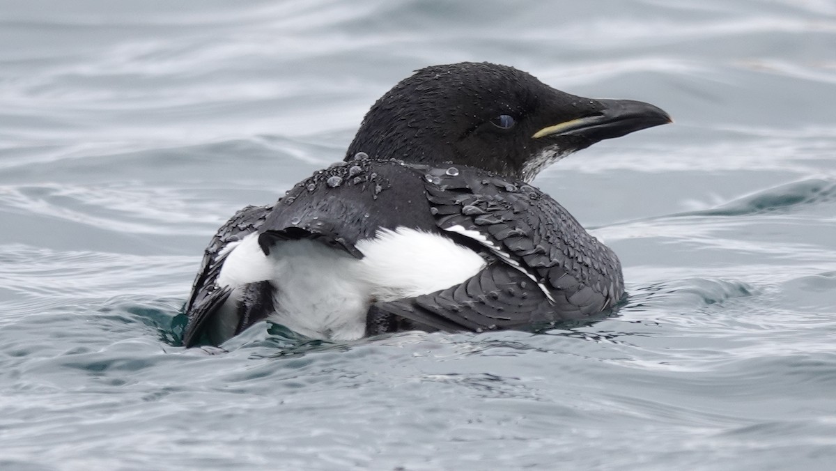 Thick-billed Murre - ML431566921