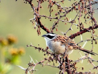  - Stripe-headed Sparrow