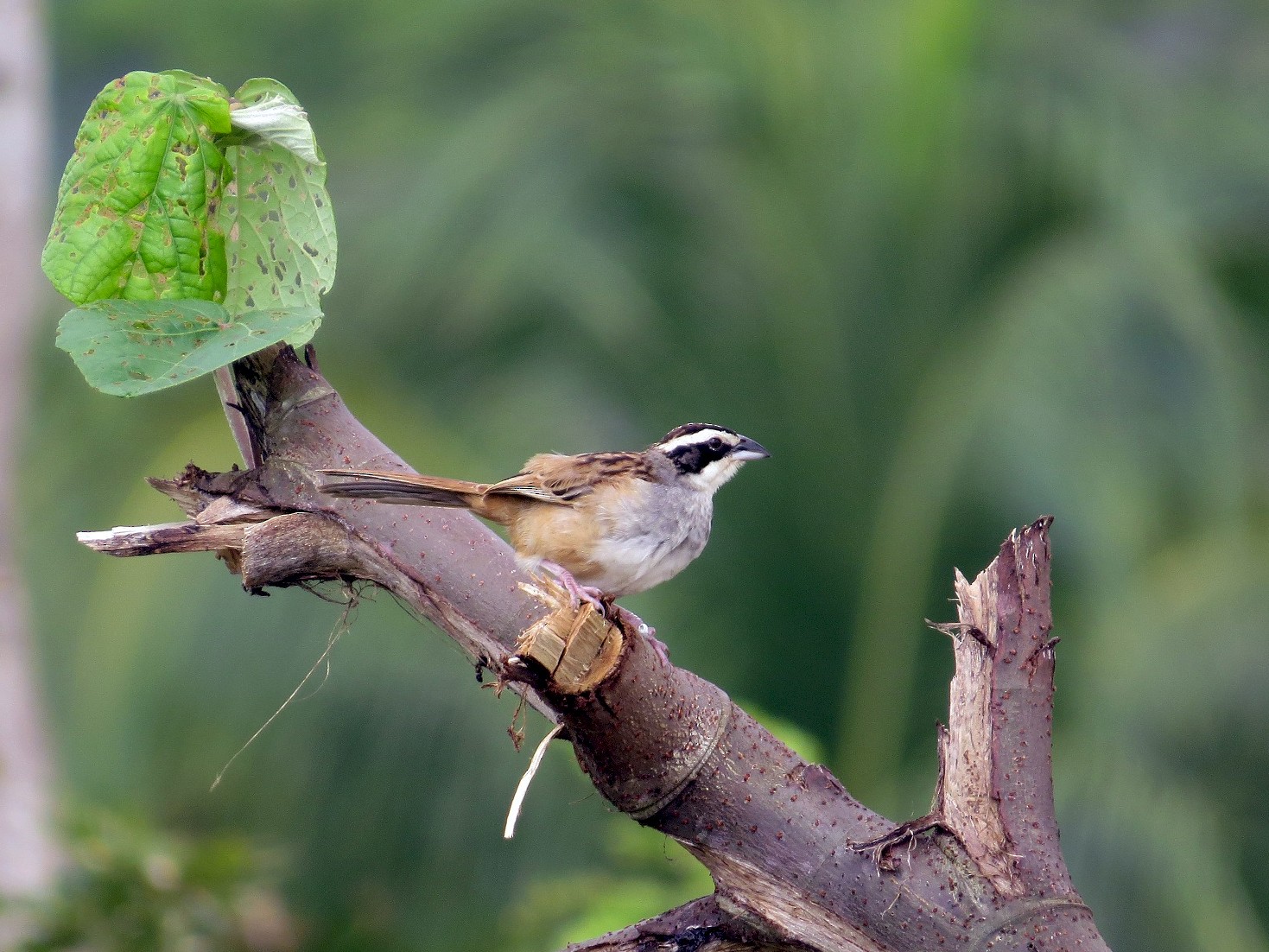 Stripe-headed Sparrow - Róger Rodríguez Bravo