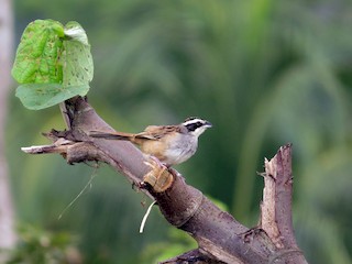  - Stripe-headed Sparrow