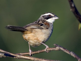  - Stripe-headed Sparrow