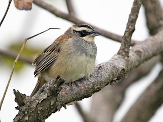  - Stripe-headed Sparrow