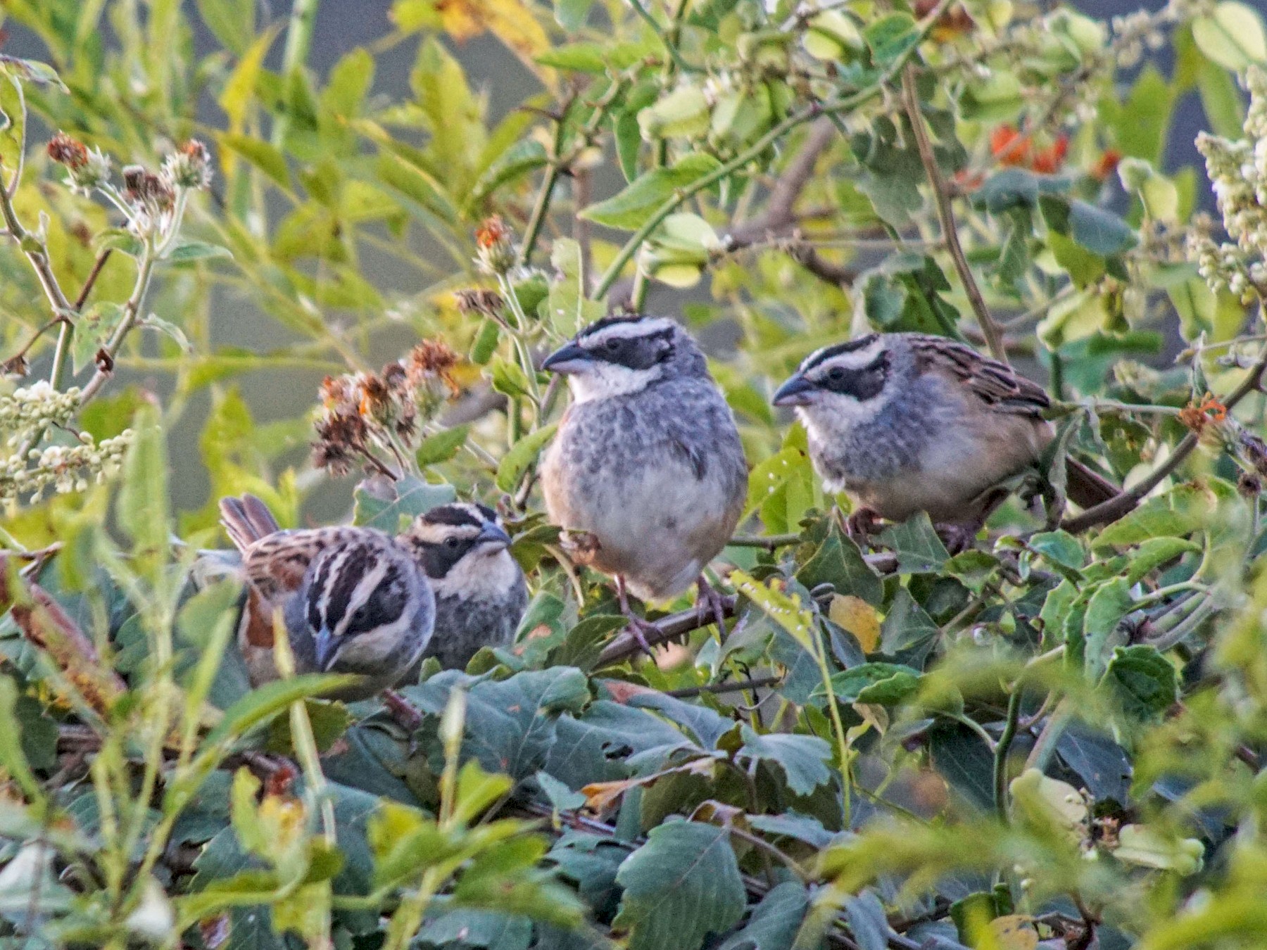Stripe-headed Sparrow - William Orellana (Beaks and Peaks)