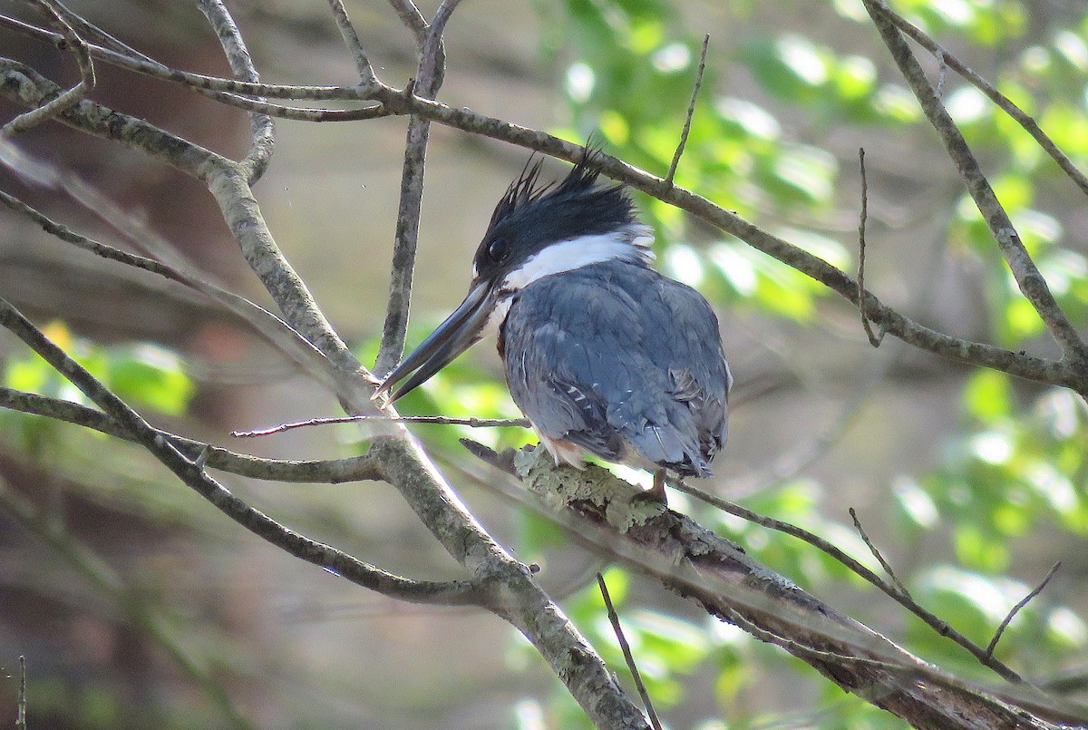 Belted Kingfisher - ML431575651